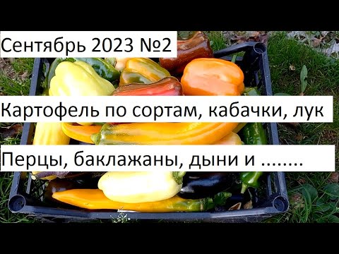 Видео: Сентябрь 2023 №2 Урожай в природном земледелии.