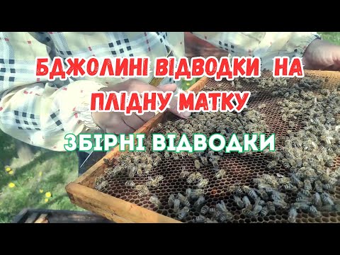 Видео: Відводки бджолині на плідну матку, збірні відводки. Обєднання бджолиних сімейок.