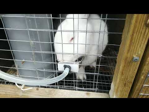 Видео: Пришла весна, подключаю чашечные поилки для кроликов