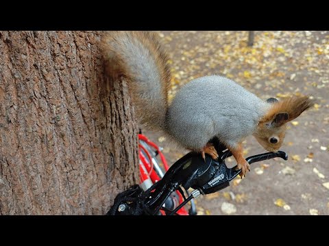 Видео: А сто это за рычазок?) 😁🤗 Wat do these thing does?)