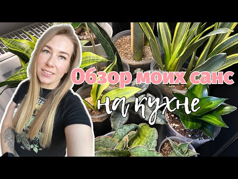 Видео: Обзор сансевиерий 2025 (на кухне) 💚 #сансевиерия #sanseveria