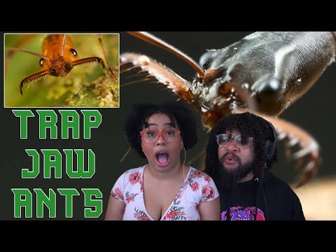 Видео: Зе Франк - Реакция муравьев-ловушек