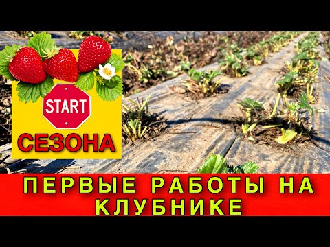 Видео: Первые работы на клубнике. Старт клубничного сезона .