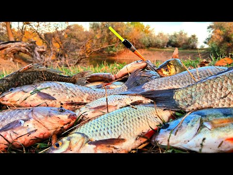 Видео: НА ПОПЛАВОК ВЫЛОВИЛ ВСЮ РЫБУ! ПРИКОРМКА ПРОСТА, А РЫБАЛКА - ХОРОША! ДИКИЙ ЖОР