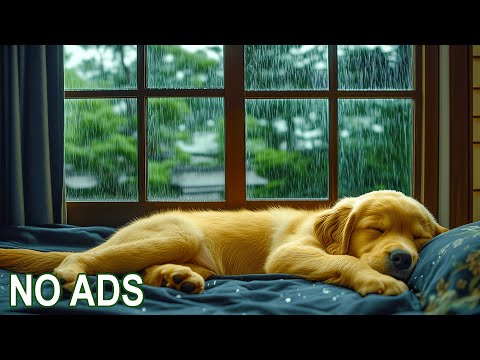 Видео: Музыка для релаксации для собак 🎵🐾 3 часа успокаивающих звуков для снятия стресса и тревоги разлук