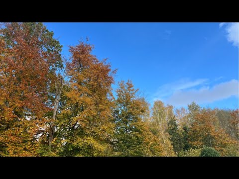 Видео: 🍁осеннее утро в Германии. Дорога на работу 🍂