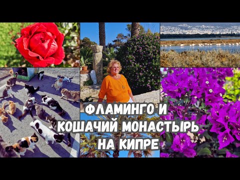 Видео: Отдых на Кипре зимой 2024.Соленое озеро Ларнаки, где зимуют фламинго.Монастырь Св.Николая(кошачий)