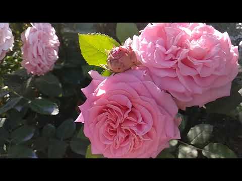 Видео: Розы. Рекомендую: лучшие покупки этого сезона - Роза Эшли.