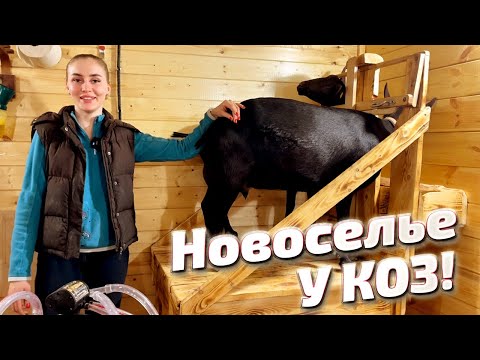 Видео: Переезд в козовник и Первая Аппаратная Дойка | Молодая Ферма