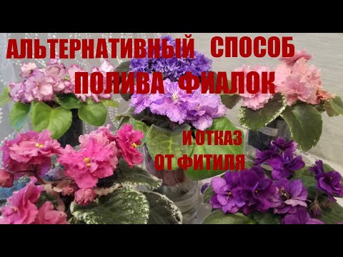 Видео: Мой альтернативный способ полива фиалок. Отказ от фитиля.