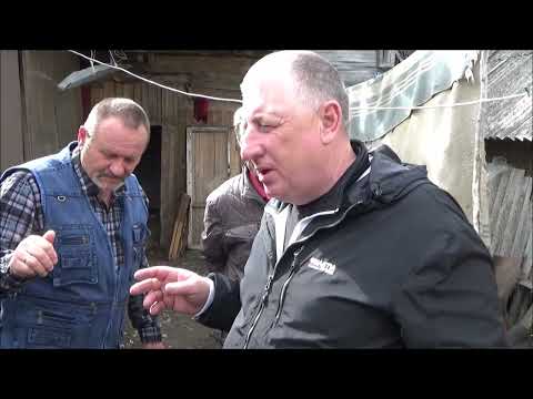 Видео: История Голубеводов по спортивным голубям  г .Зеленодольск Республики Татарстан