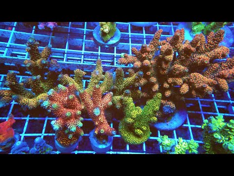 Видео: "Рифовый Аквариум" Мониторить ли ОВП в Рифе. Часть 79