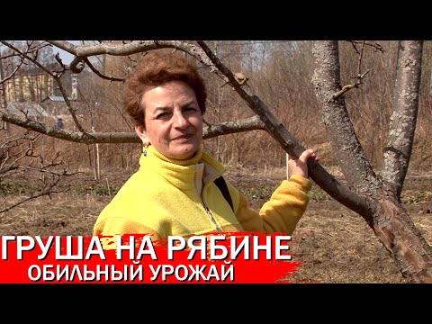 Видео: Груша на рябине обильный урожай