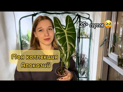 Видео: Видео №2 Моя коллекция Алоказий!) 25+сортов в одном видео