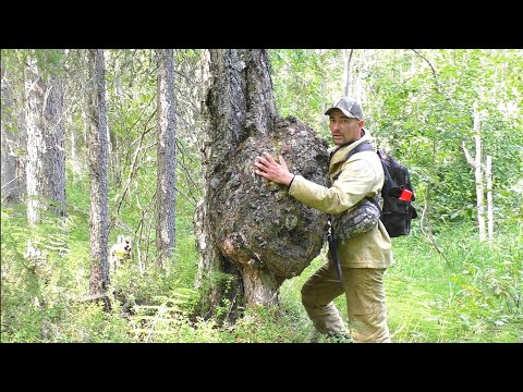 Видео: КАК ОТЛИЧИТЬ? СУВЕЛЬ, КАП, ЧАГА, ТРУТОВИК. ПОЛЕЗНЫЕ НАРОСТЫ НА БЕРЁЗЕ.ПОХОД В ТАЙГУ. ТИХАЯ ОХОТА.