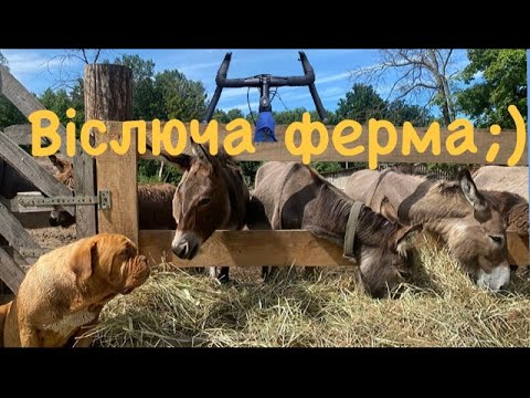 Видео: Osloff-віслюча ферма під Києвом
