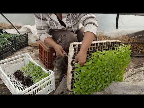 Видео: БЪЛГАРСКАТА ГРАДИНАРСКА ТРАДИЦИЯ част 18