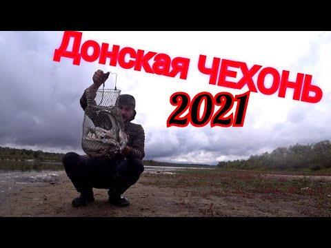 Видео: Ловля чехони на Дону на закидушку! Рыбалка 2021 на червя на реке!