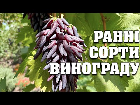 Видео: Огляд сортів винограду які дозріли станом на 15.08.2024. Екскурсія зі зручними тайм-кодами