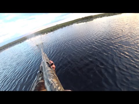 Видео: Настрелял огромных карасей из ружья 12 калибра.