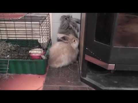 Видео: Приучение крольчат породы немецкая ангора к жизни в квартире. Фильм 2