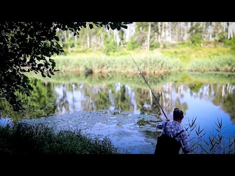 Видео: Зимою так не клює на ЦЮ мормишку-Закинув білу вольфрамову Каплю в Лілії