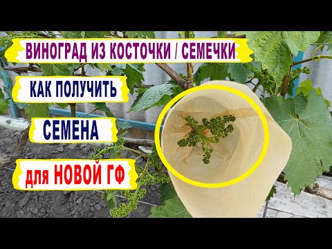 Видео: 🍇Как получить СЕМЕНА ВИНОГРАДА для НОВОЙ ГИБРИДНОЙ ФОРМЫ. Виноград из косточки/семечки.