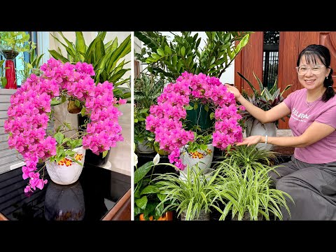 Видео: Простой уход за бугенвиллией дома, создание красивого ландшафта для жилого пространства