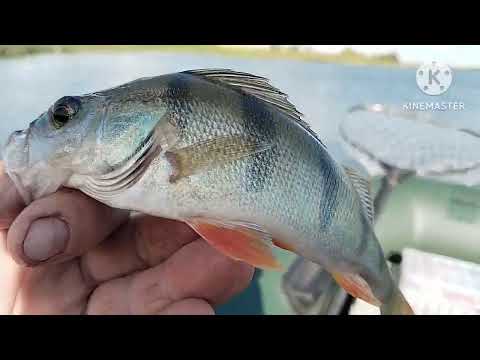 Видео: Рыбалка в Казахстане!!!!!Селета. Рыбачим,купаемся,отдыхаем..