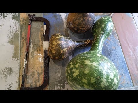 Видео: ЛАГЕНАРИИ  2020. Семена из высохших плодов и из сырого.