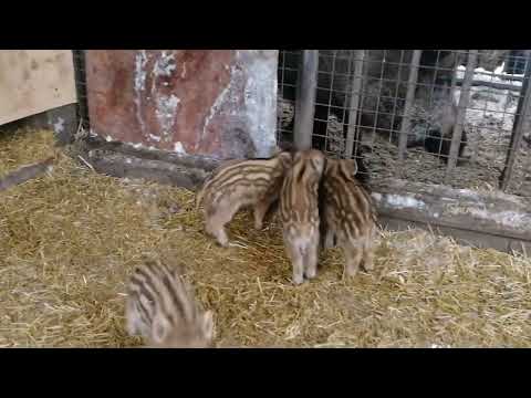 Видео: Фантик ушёл от нас.