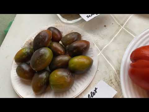 Видео: Последние штрихи Томатного сезона 2025 года.