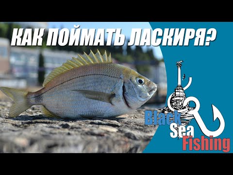 Видео: Как поймать ласкиря летом! Рокфишинг на Чёрном Море!