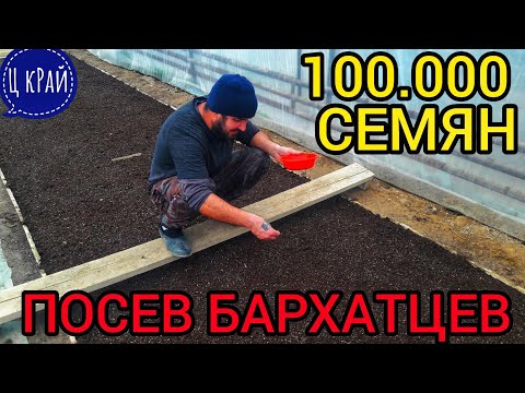 Видео: Сеем БАРХАТЦЫ правильно✔️. Посев в большом объеме. Сеем 100.000 БАРХАТЦЕВ. МЕГА ПОСЕВ🔥💯