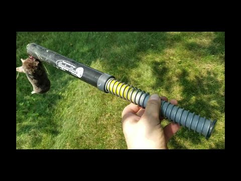 Видео: Кроты на моём участке долго не живут. Суслик-гофер быстро с ними расправляется.