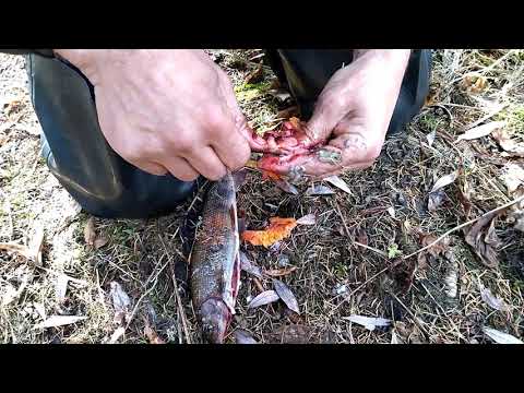 Видео: Крупный ХАРИУС на Таёжной речке. Начало Октября