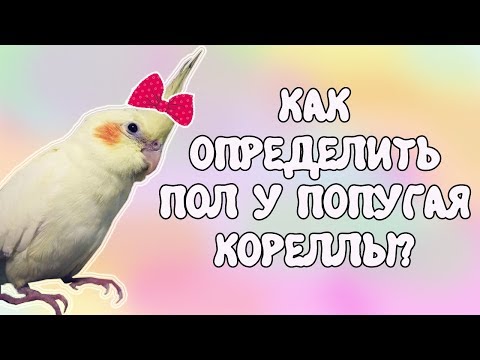Видео: Мальчик или девочка? Определение пола у попугая корелла!😊