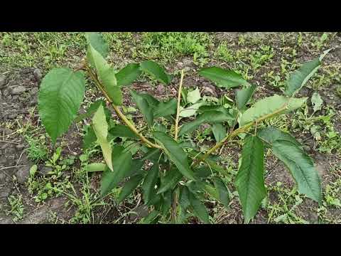 Видео: Летняя формировка черешни в год посадки.