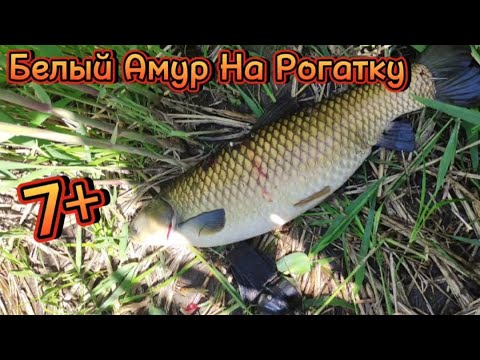Видео: Рыбалка с Рогаткой Трофейный Белый АмурА - Slingshot Fishing #охотасрогаткой #2023 #top #headshot