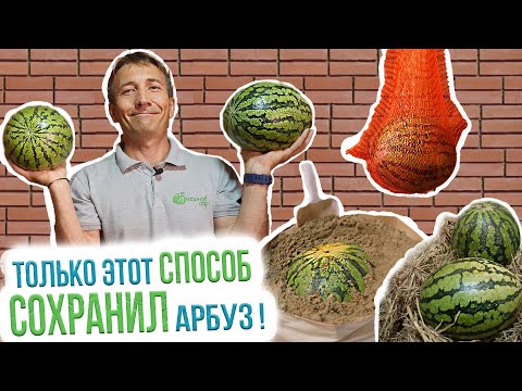 Видео: Как сохранить арбуз? 3 простых способа хранения арбуза в домашних условиях. Итоги эксперимента