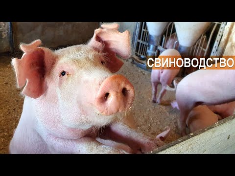 Видео: Свиноводство как фермерский бизнес. Фермер Павел Дергачёв