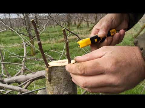 Видео: Перещеплення старого Фуджі на Флоріну