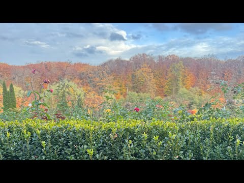 Видео: КВІТКА ПОЛОНИНИ 🌺 🥰😍 Закарпаття! Як тут чудово 🤩 Як дихається! Як гарно в горах 🏔️ 