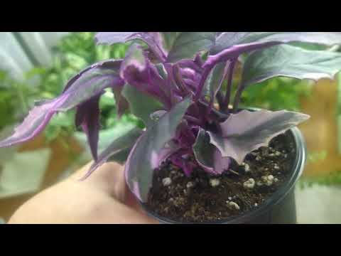 Видео: Цветочные новинки. Ноябрь 2025.