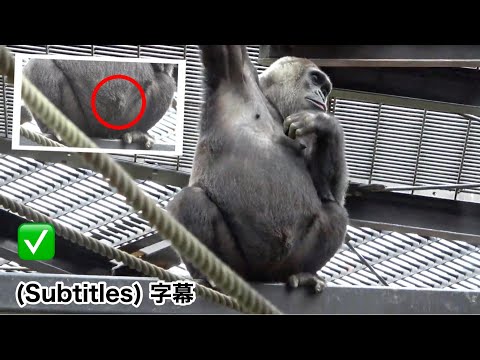 Видео: У беременной Генки довольно сильно выпирает пупок.  Семья Момотаро , горилла