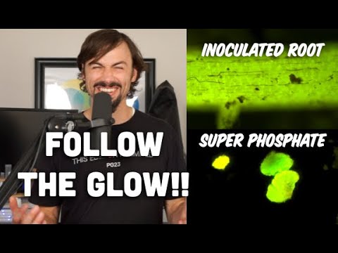 Видео: Фосфаты и микоризные грибы автофлуоресцируют с помощью эпифлуоресцентной микроскопии с Мэттом Пау...