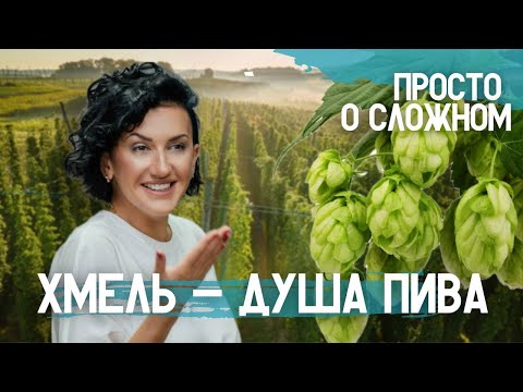 Видео: ПИВОВАРЕННЫЙ  ХМЕЛЬ . Его роль в производстве ПИВА