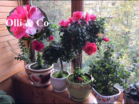 Видео: Азалия  (Azalea)  уход, домашнее цветение ноябрь 2019 год