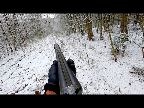 Видео: Загонная ОХОТА. ПЕРВЫЙ СНЕГ. 20 ноября 2022г.