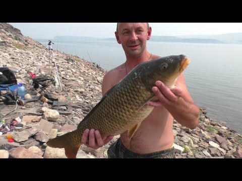 Видео: Наконец-то ТРОФЕЙНЫЙ САЗАН в этом году. Рыбалка на КВХ 2019.